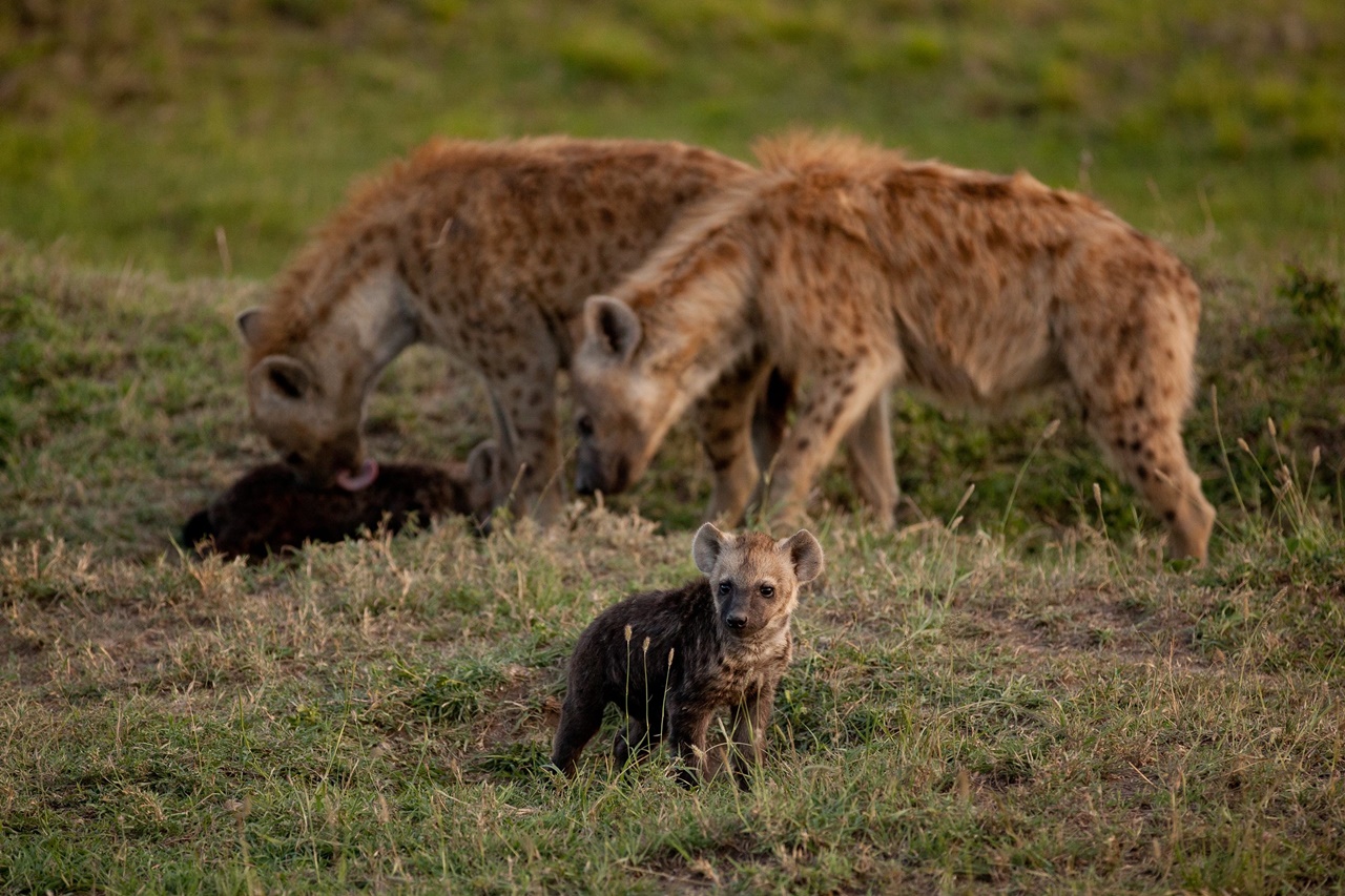 16 DAYS – ACROSS NORTHERN CIRCUITS SAFARIS