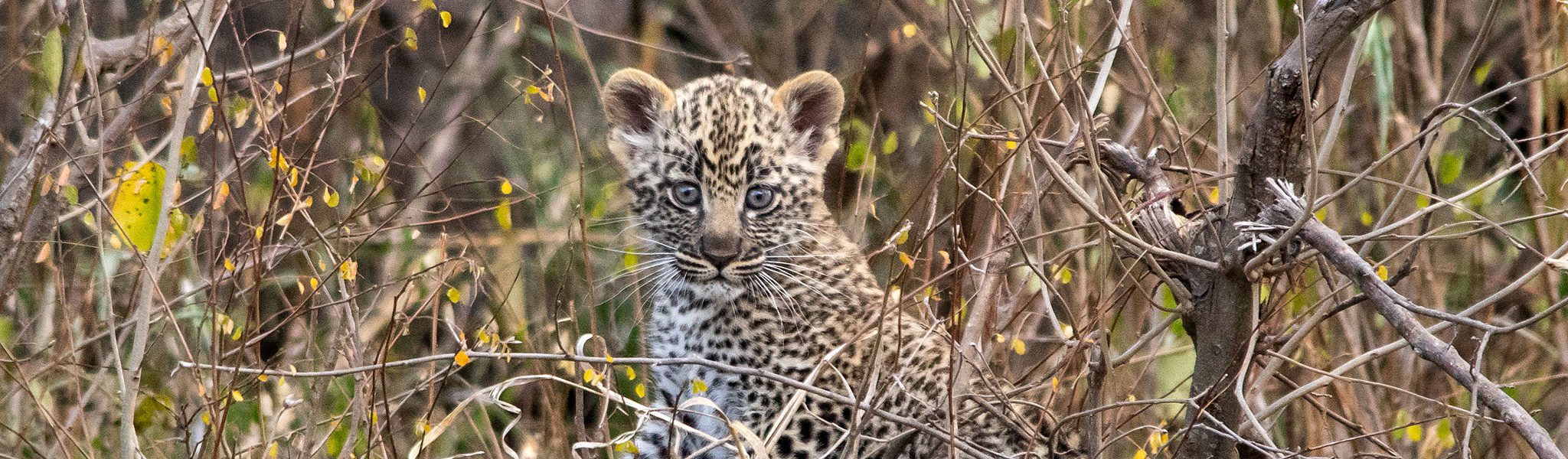 4 Days Safari, Lake Manyara, Ngorongoro, Tarangire