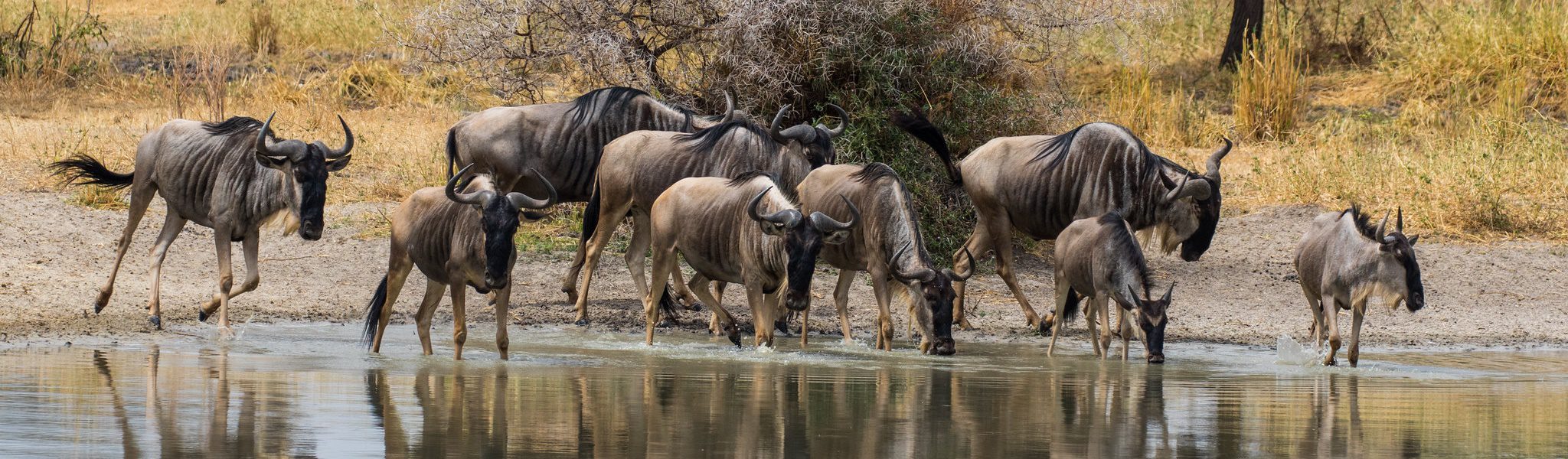 6 Days Superior Migration Tour