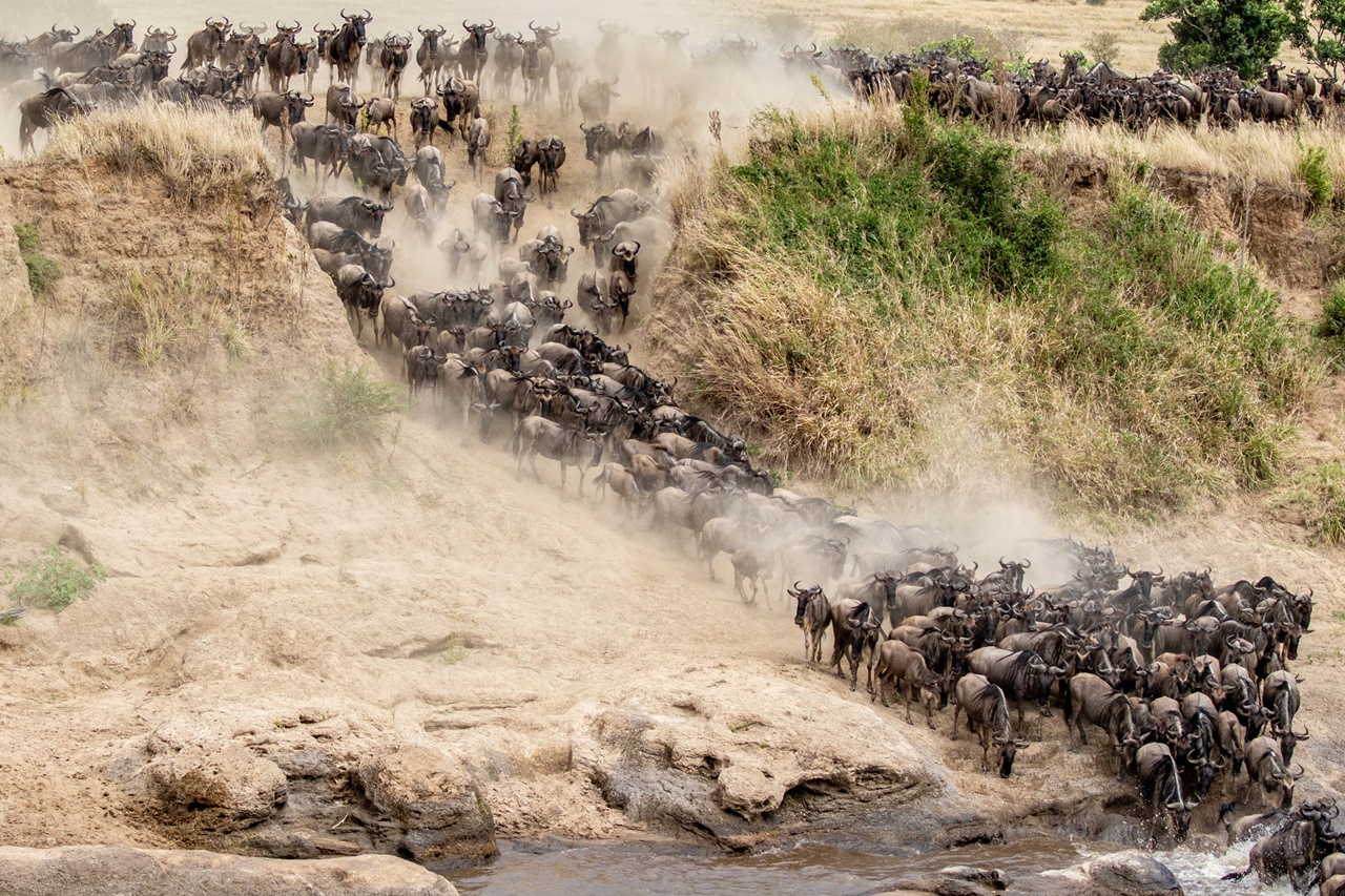 Wildebeest Migration